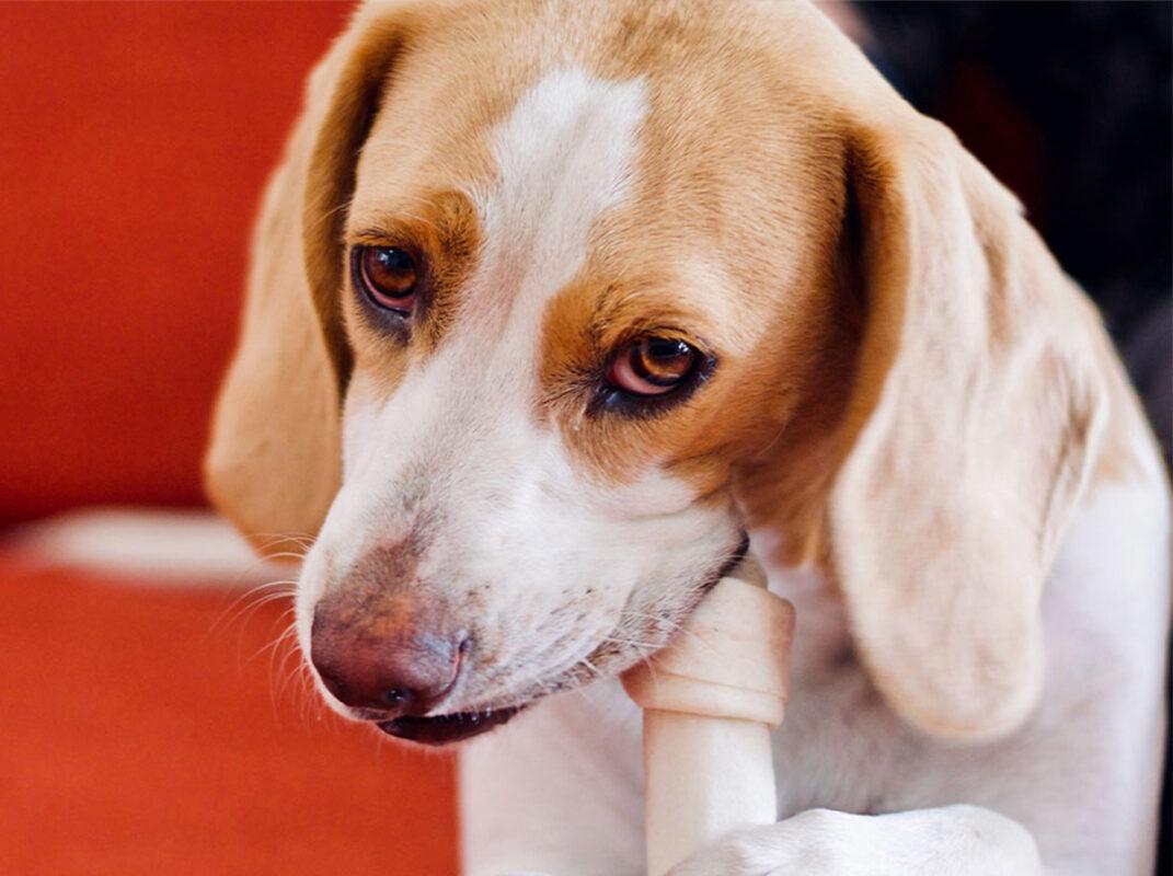 Beagle puppy training with dog chew