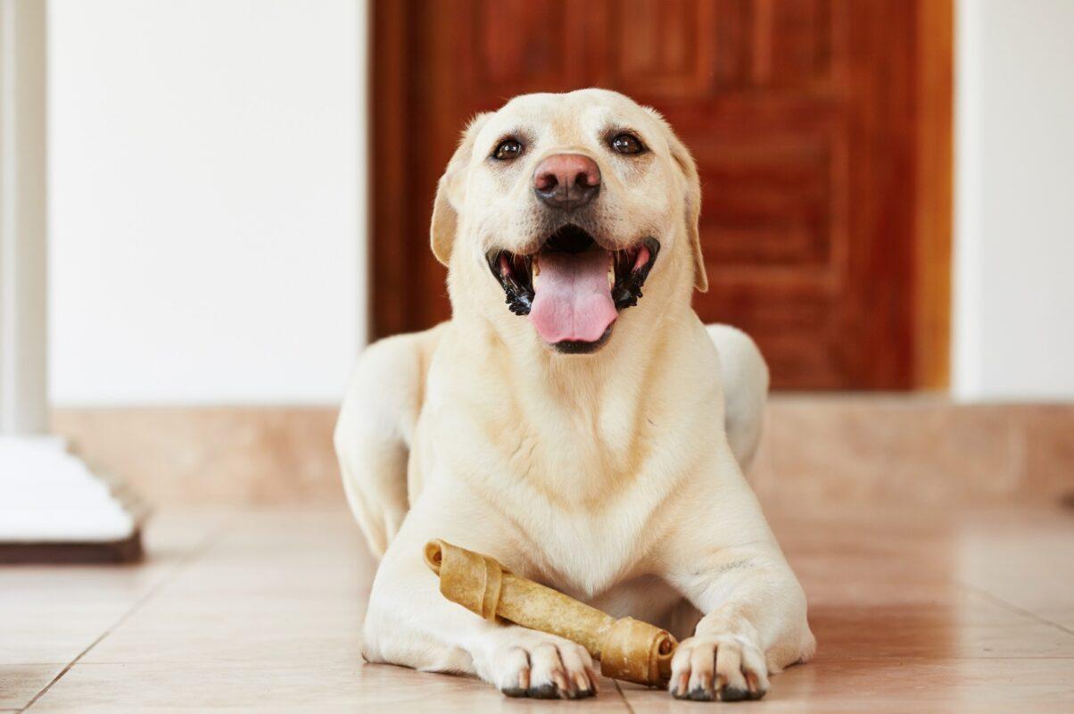 Golden Labrador dog relaxing at home during board and training with bone treat