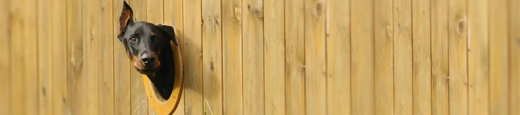 dog looking through wood fence