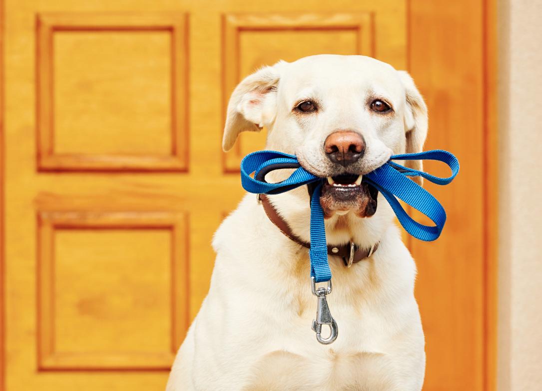 Golden Labrador ready to go on walk with leash in mouth