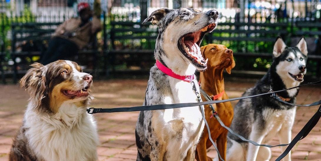 Dogs being trained by School of Paws outside in brick court