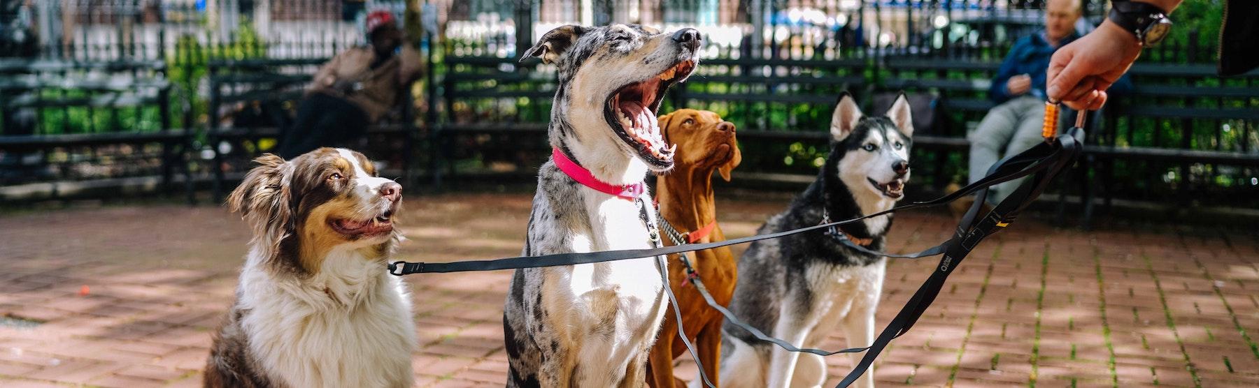 Group of dogs being professionally trained in downtown San Diego