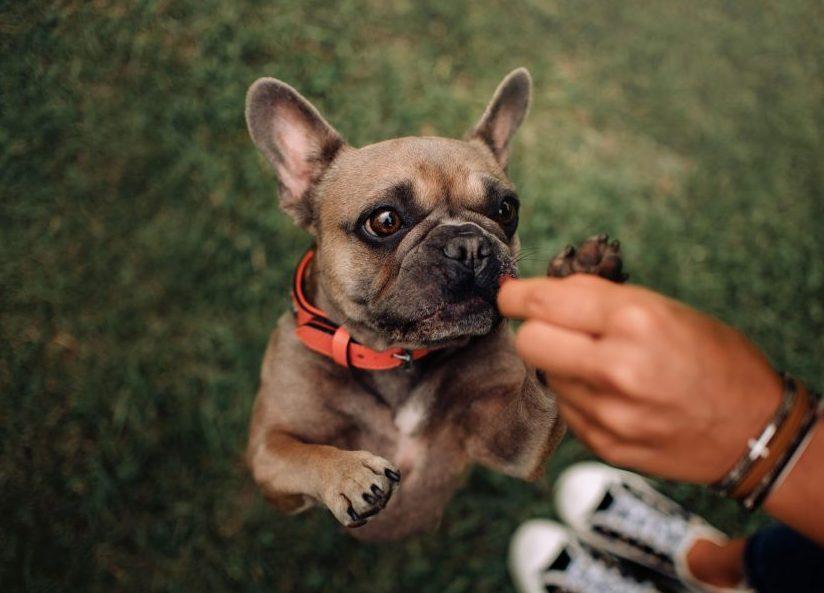 Pug dog being trained with dog treat