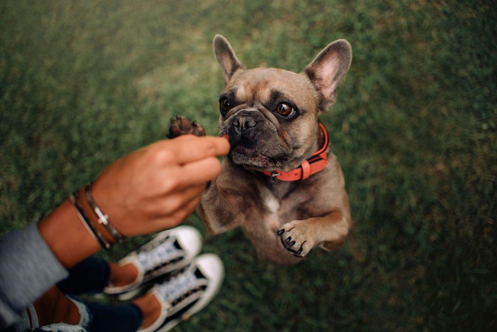 Training Pug Dog with treats on grass