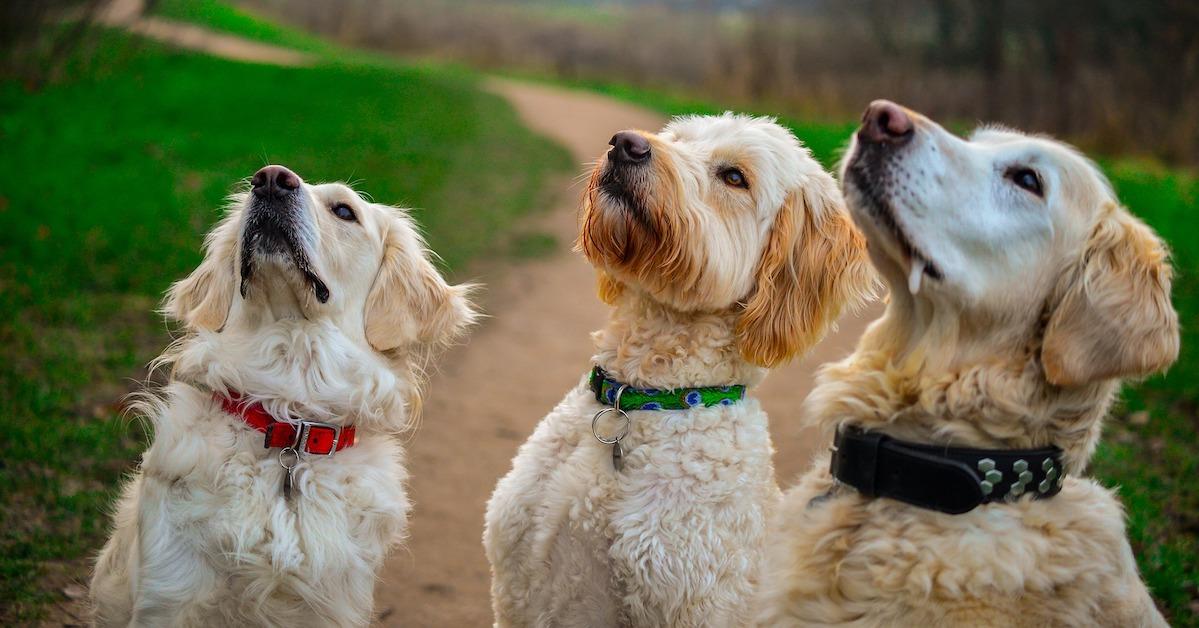 Golden Retrievers and labadoodle dogs in training session outdoors