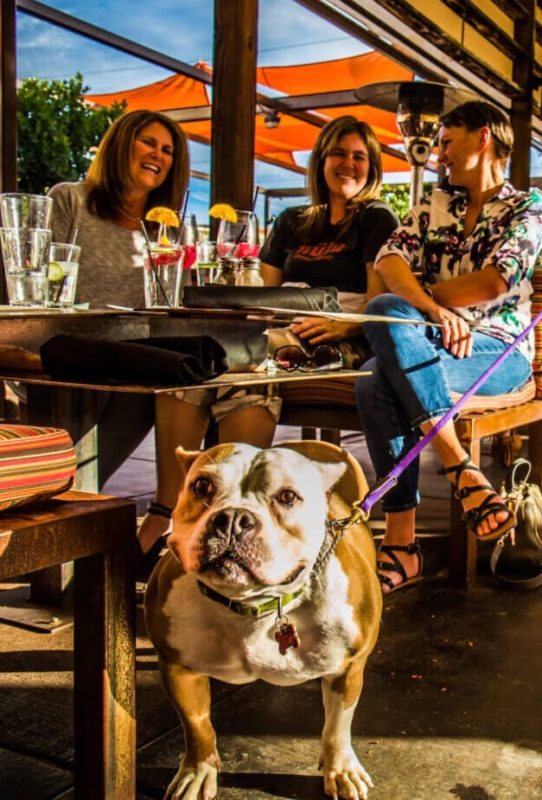 Bull dog with 3 women outdoors at restaurant